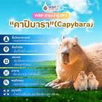 เช็ก ชี่ บาคาร่า